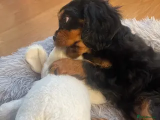 Cavalier King Charles Spaniel dogs Ready to leave Cavalier King Charles spaniels - Advert 5