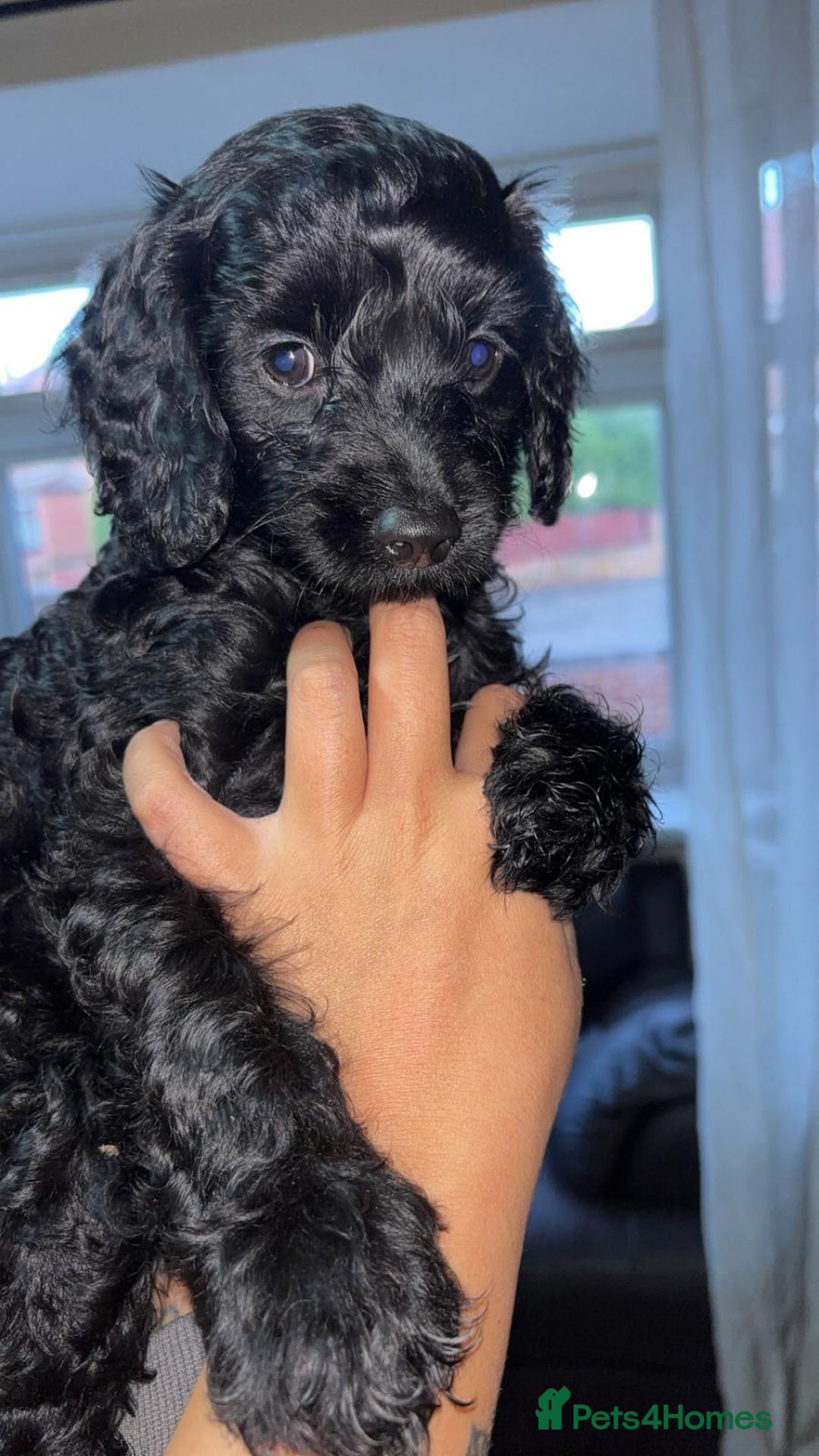 Cockapoo dogs for sale: Gorgeous cockapoo pups - Image 4
