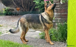 German Shepherd dogs for sale: K.C German Shepherd Puppies  - Image 14