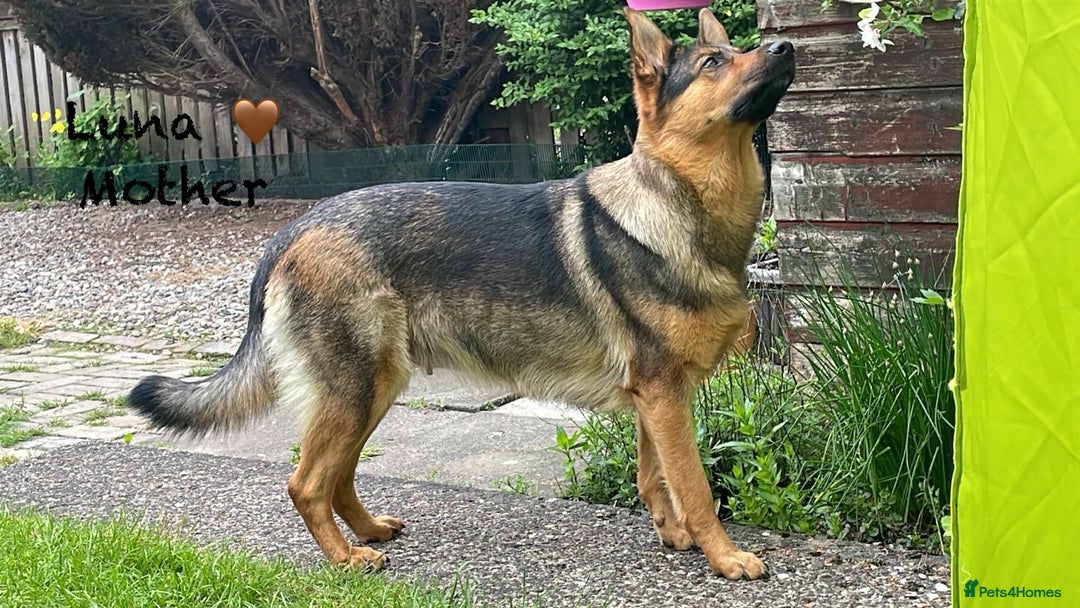 German Shepherd dogs for sale: K.C German Shepherd Puppies  - Image 14