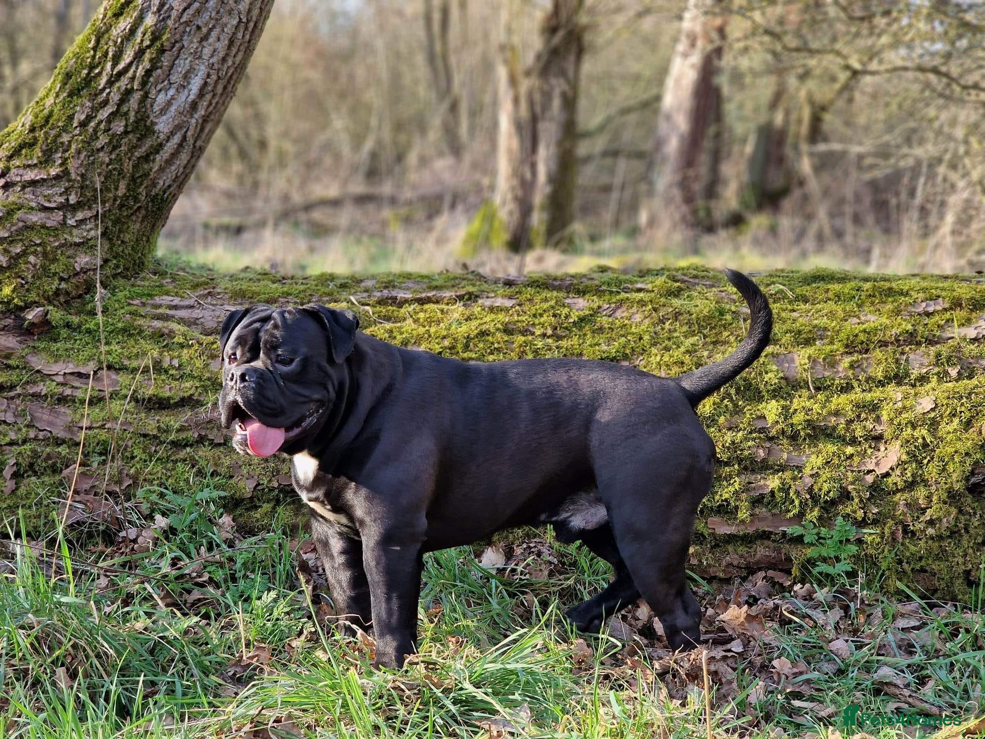 Olde English Bulldogge dogs Rare black olde English bulldogge male  - Advert 6