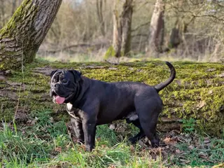 Olde English Bulldogge dogs Rare black olde English bulldogge male - Advert 8