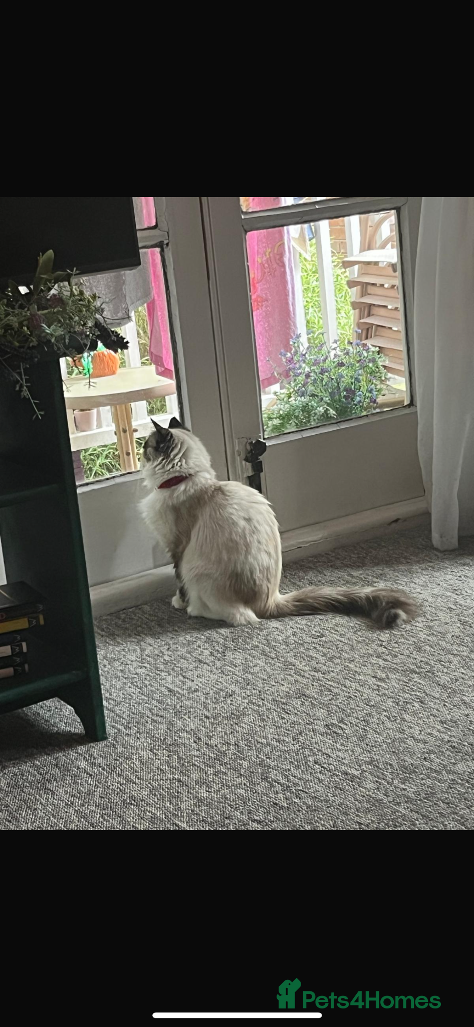 Ragdoll cats for sale: Blue eyed female Ragdoll for sale!  - Advert 6