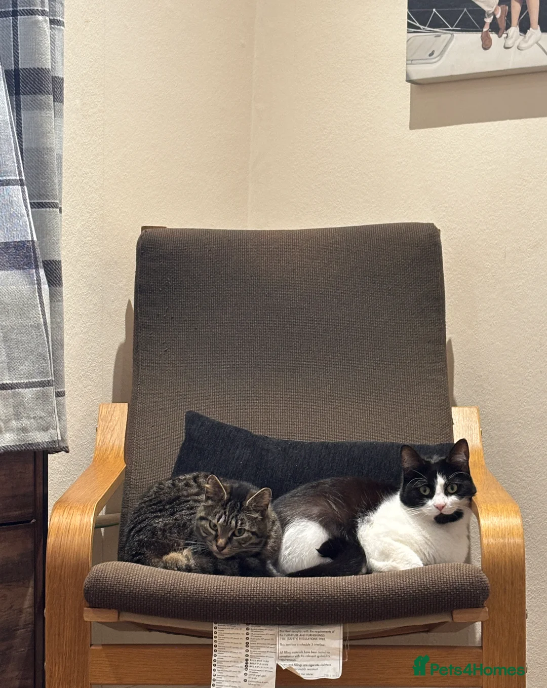 Mixed Breed cats for sale: Cat male and female - Advert 6