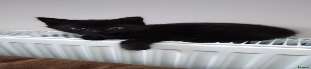 Mixed Breed Kitten 3