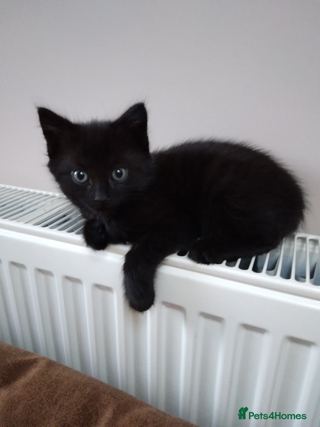 Mixed Breed cats for sale: Friendly kittens, well handled  - Image 7