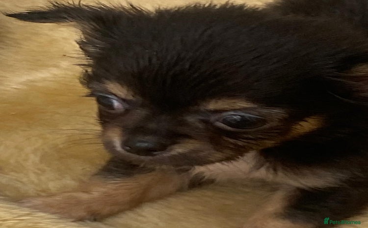 Chihuahua dogs - Advert 8