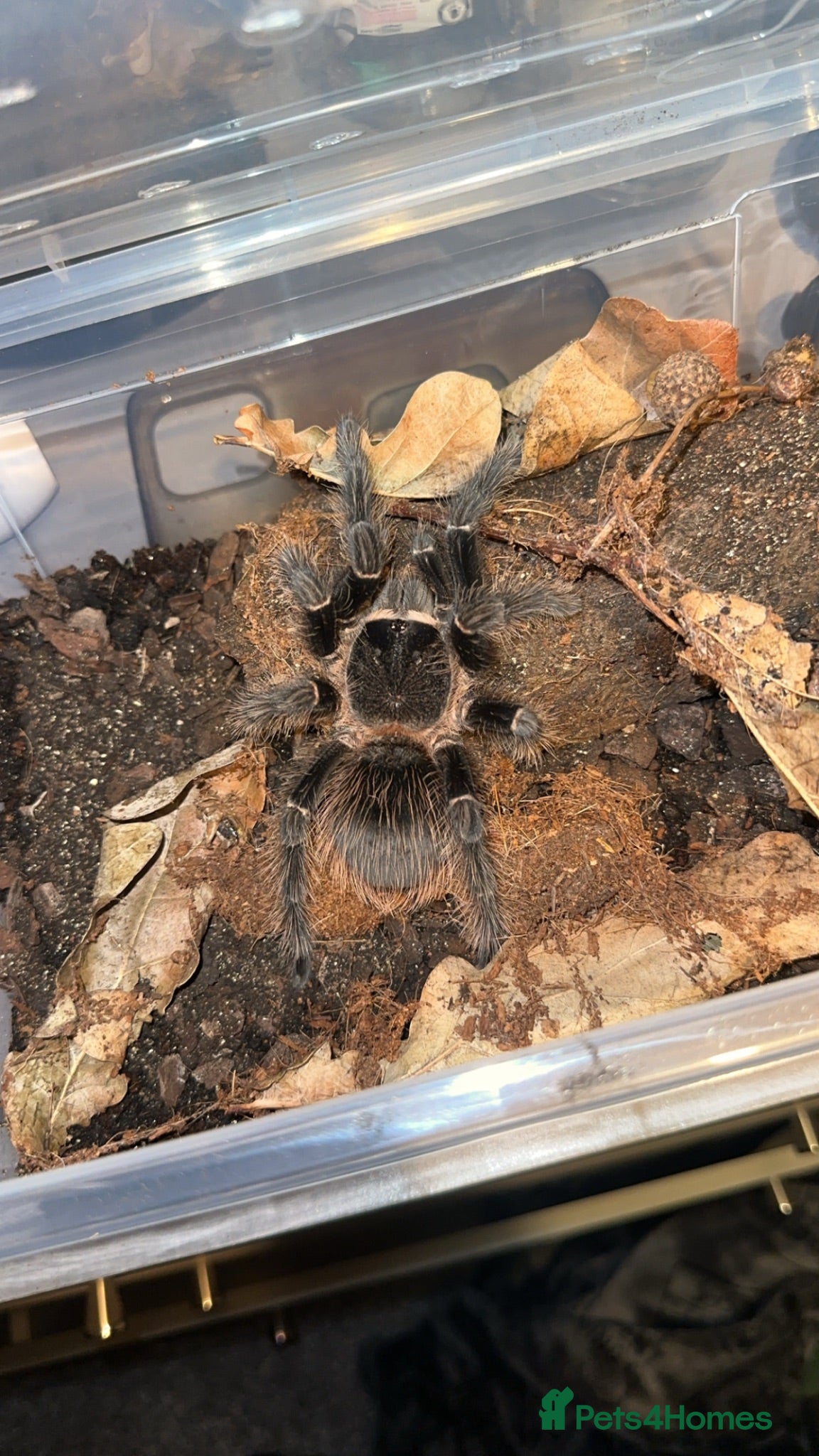 Tarantulas invertebrates Salmon pink Brazilian bird eater  - Advert 2