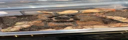 Tarantulas invertebrates for sale: Salmon pink Brazilian bird eater  in York - Advert 1