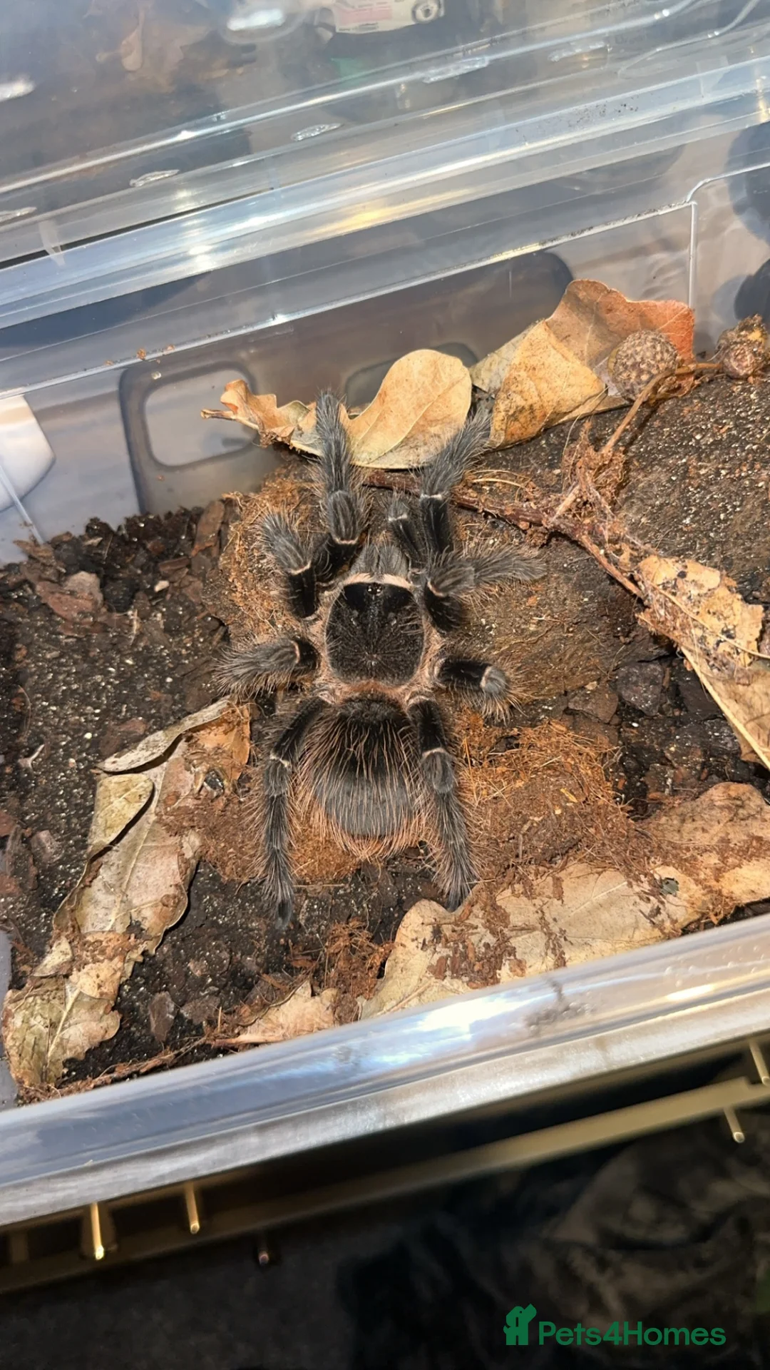 Tarantulas invertebrates for sale: Salmon pink Brazilian bird eater  in York - Advert 1