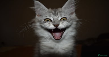 Maine Coon cats - Advert 4
