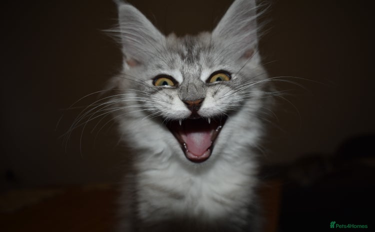 Maine Coon cats - Advert 3