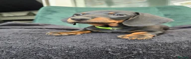 Dachshund Puppy 5