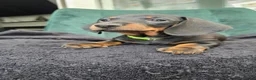 Dachshund dogs for sale: KC Standard Long Haired & Smooth Dachshund Puppies - Advert 10