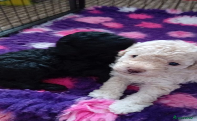 Toy Poodle dogs - Advert 2