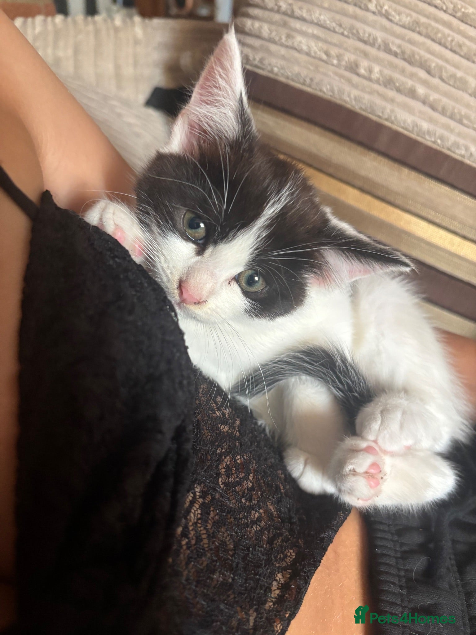 Mixed Breed cats Beautiful British Blue/Ragdoll Kittens for sale - Advert 1