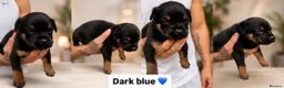 Mixed Breed dogs for sale: Rottweiler X Belgium Mali Puppies - Advert 4
