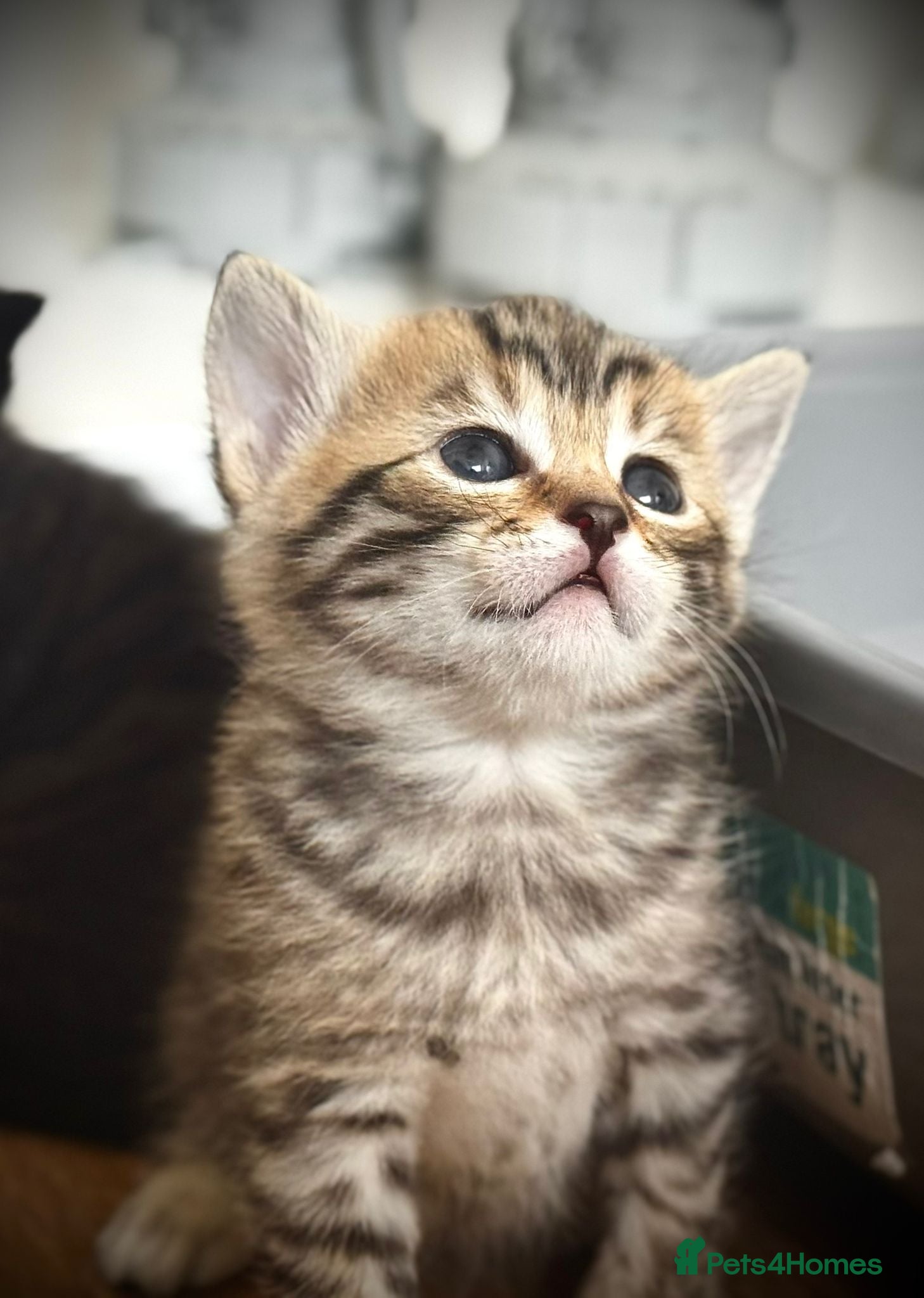 Mixed Breed cats 🐾 Beautiful Baby Kittens - Ragdoll x Bengal 🐾 - Advert 1