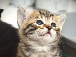 Mixed Breed cats for sale: đž Exquisite Ragdoll x Bengal Baby Kittens đž - Advert 2