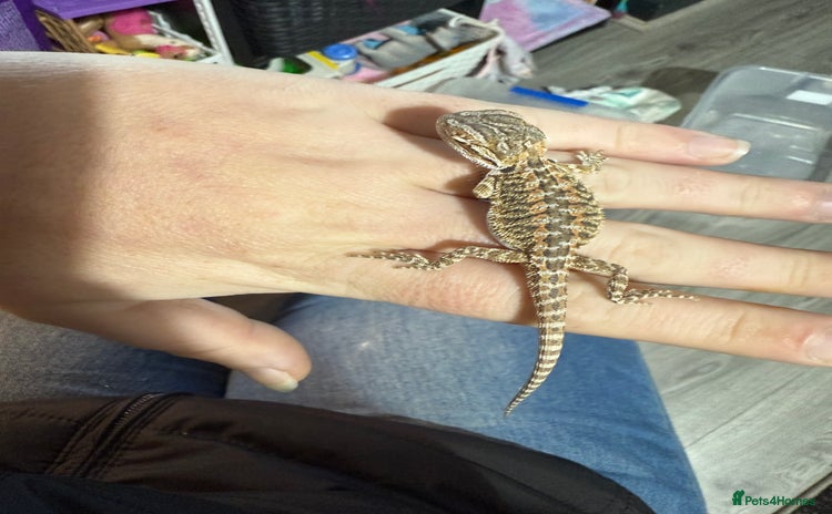 Bearded Dragon reptiles - Advert 11