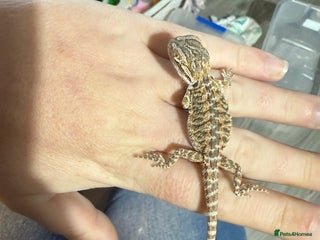Bearded Dragon reptiles - Advert 14