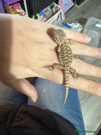Bearded Dragon reptiles - Advert 6