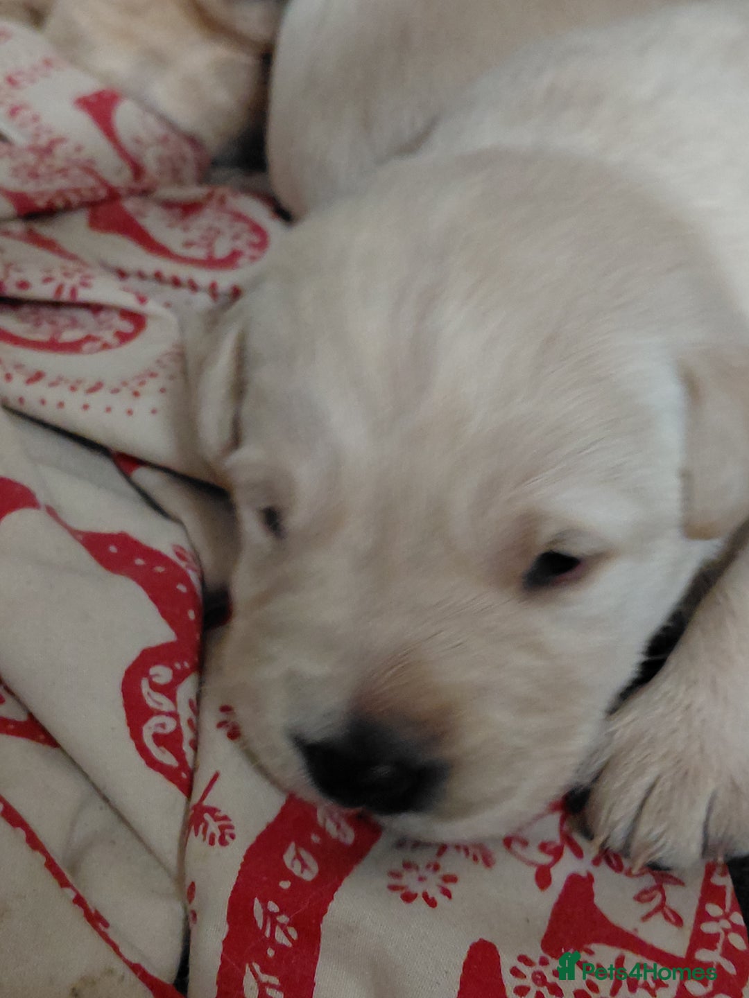 Labrador Retriever dogs for sale: Pure bred labrador puppies - Advert 3