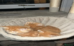 Maine Coon cats for sale: Maine Coon Kittens  - Image 11