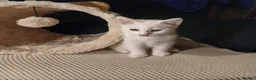 Mixed Breed cats for sale: 1 pure white girl kitten left for sale  - Advert 4