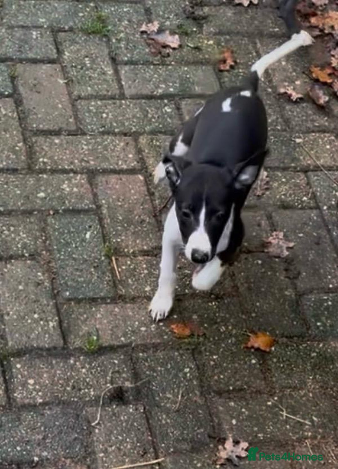 Whippet dogs for sale: Gorgeous whippet puppies for sale  - Advert 8