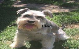 Miniature Schnauzer dogs for sale: Kc registered miniature schnauzer Bva eye test - Image 16