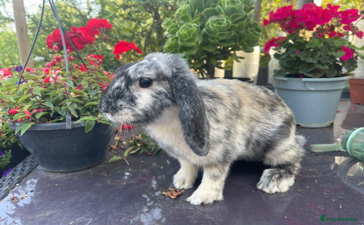 Mini Lop rabbits - Advert 3