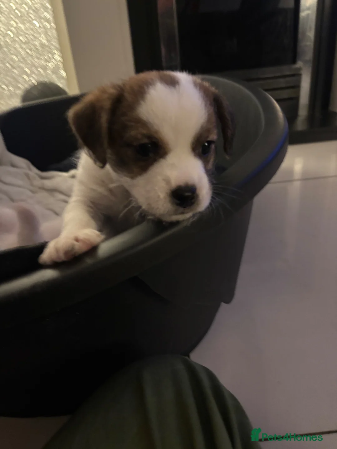 Mixed Breed dogs for sale: JACKTZU PUP FOR SALE £450 - Advert 6
