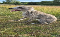 Whippet dogs for stud: Bedlington Whippet Stud. - Image 12