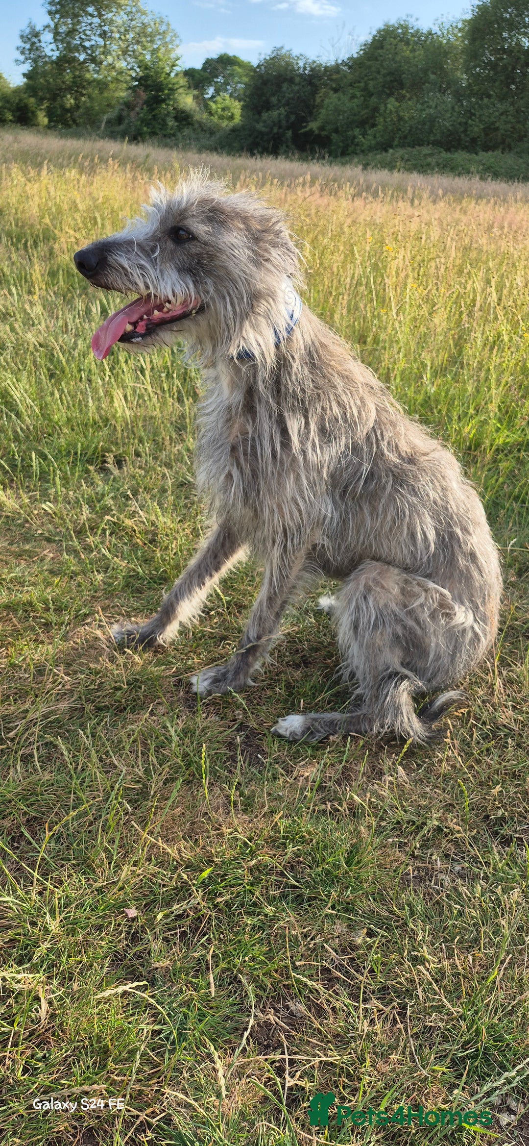 Whippet dogs for stud: Bedlington Whippet Stud. - Image 12
