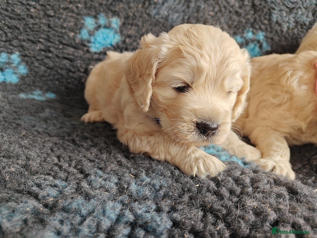 Mixed Breed dogs for sale: 🐾 Dakota Sports Retrievers 🐾 (Mini Retrievers)  - Image 15