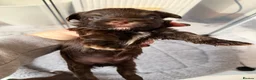 Yorkshire Terrier dogs for sale: Beautiful chocolate Biwer Yorkshire Terrier pupp  - Advert 14