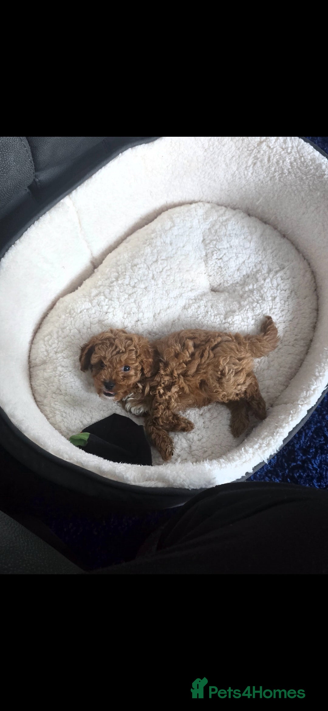 Cavapoo dogs for sale: 9 Week Old Cavapoo for sale (To Be Rehomed) - Image 2