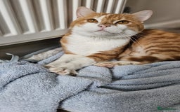 Mixed Breed cats for adoption: Male Rescue Cat for Indoor Adoption - Image 14