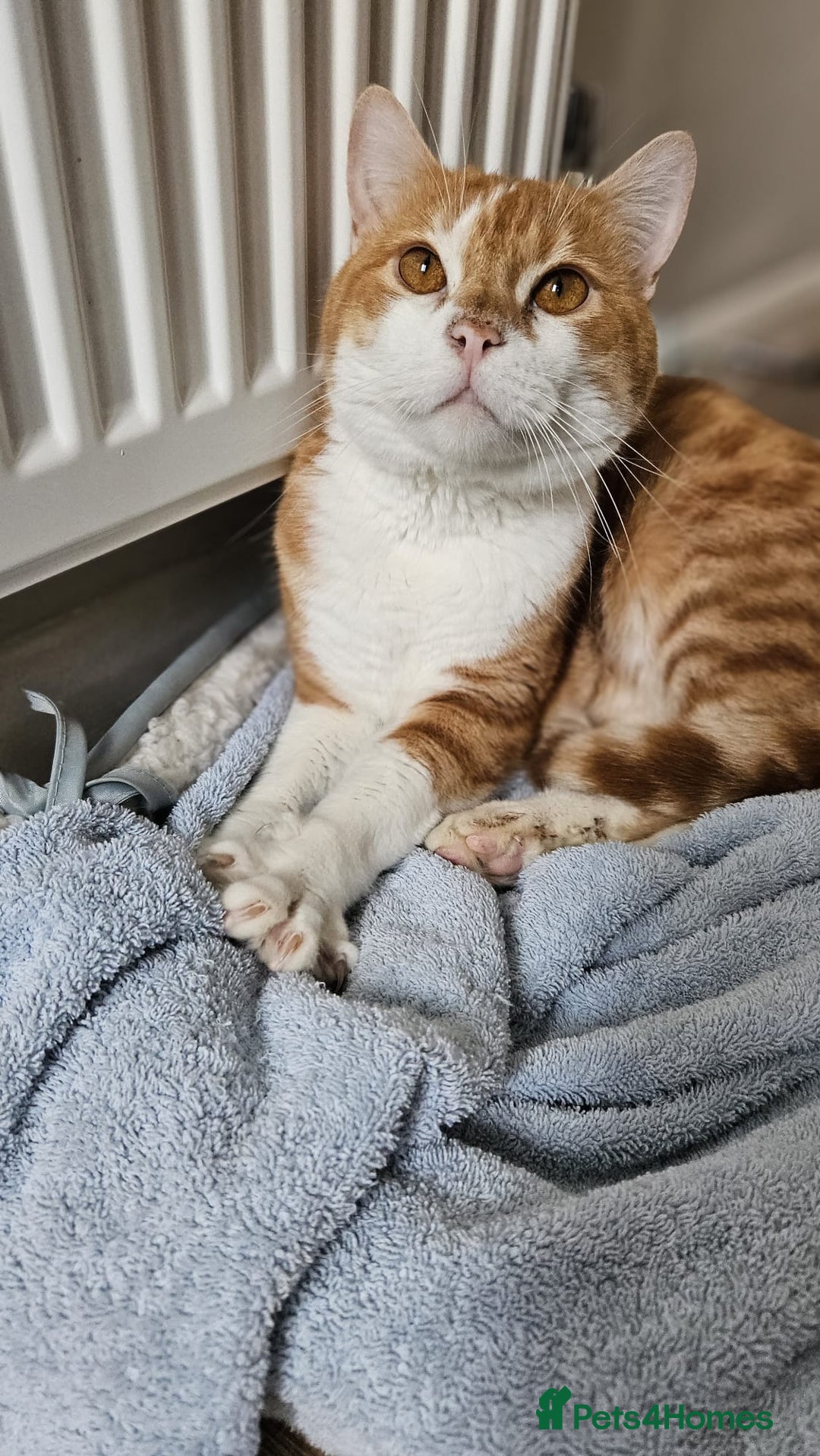 Mixed Breed cats for adoption: Male Rescue Cat for Indoor Adoption - Image 14