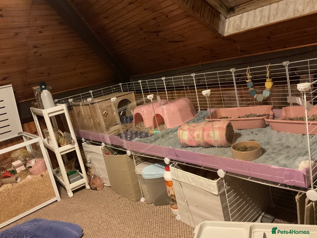 Guinea Pig rodents for sale: 3 female bonded guinea pigs - Advert 7