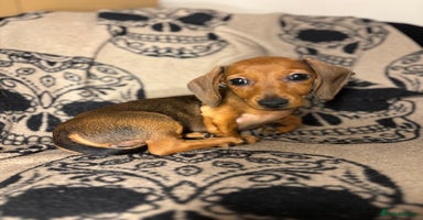 Miniature Dachshund dogs - Advert 8