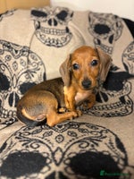 Miniature Dachshund dogs - Advert 8