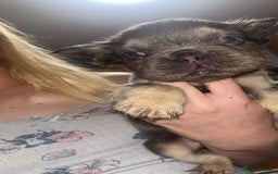 French Bulldog dogs for sale: Fluffy Frenchbulldogs  - Image 3