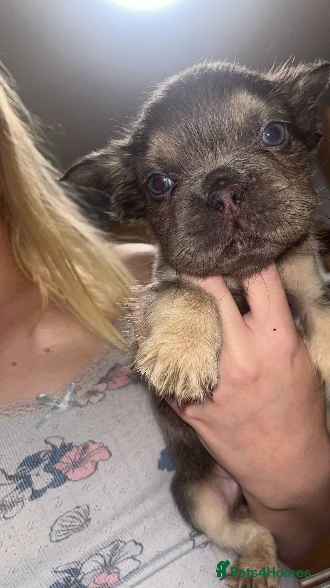 French Bulldog dogs for sale: Fluffy Frenchbulldogs  - Image 3