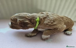 Cockapoo dogs for sale: Beautiful Chunky f2 Cockapoo Puppies  - Image 14