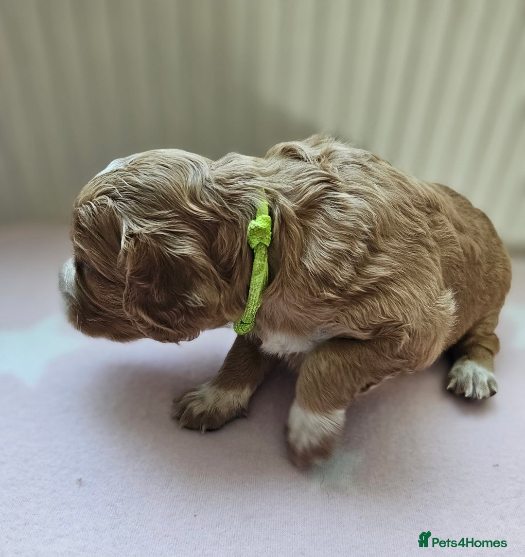 Cockapoo dogs for sale: Beautiful Chunky f2 Cockapoo Puppies  - Image 14