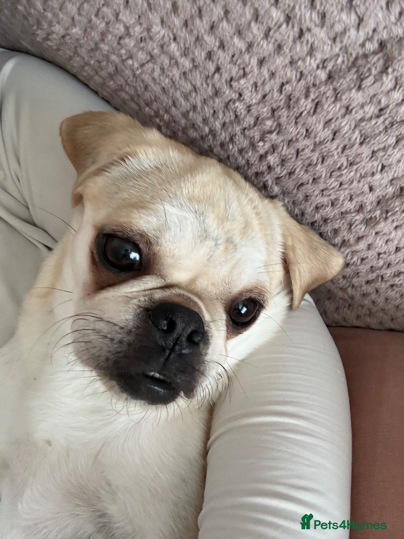 Pug dogs Beautiful Home-Reared Pug Puppies  Ready 25th June - Advert 2