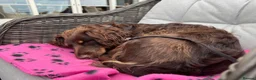 Cockapoo dogs for sale: premium Cockapoo Fb2 Puppies  - Advert 9