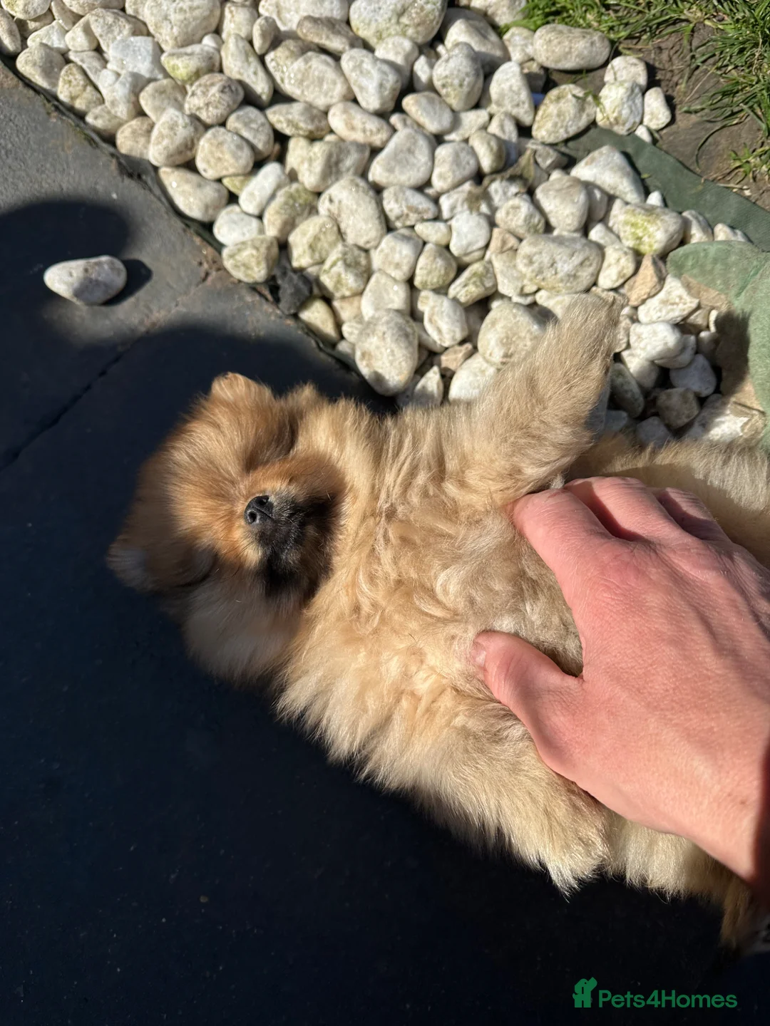 Pomeranian dogs for sale: Pomeranian puppies. - Advert 23